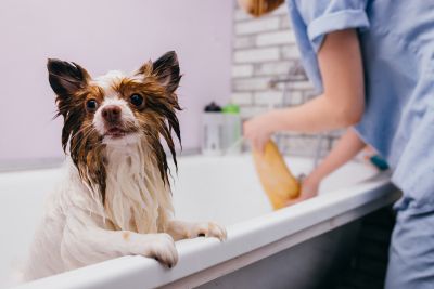 Pet Grooming and Pet Sitting Insurance in Fort Worth, TX by Walters Insurance Services