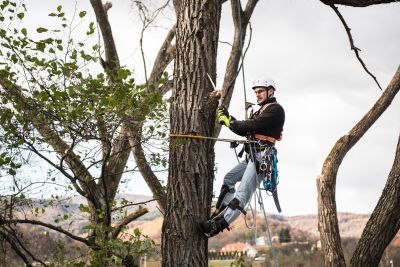 Tree Trimming Insurance in Fort Worth, TX by Walters Insurance Services